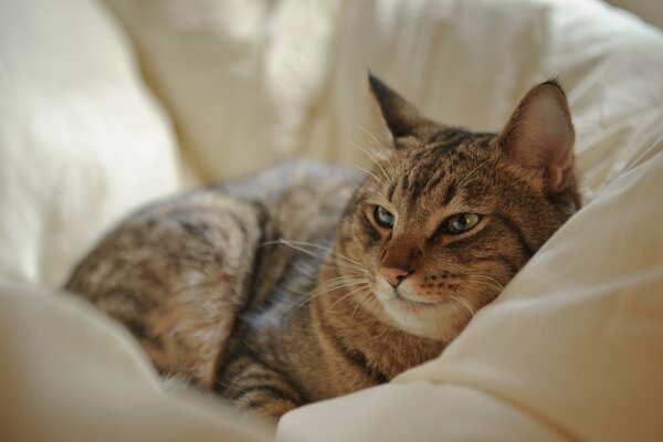 Bel gatto che riposa nel letto