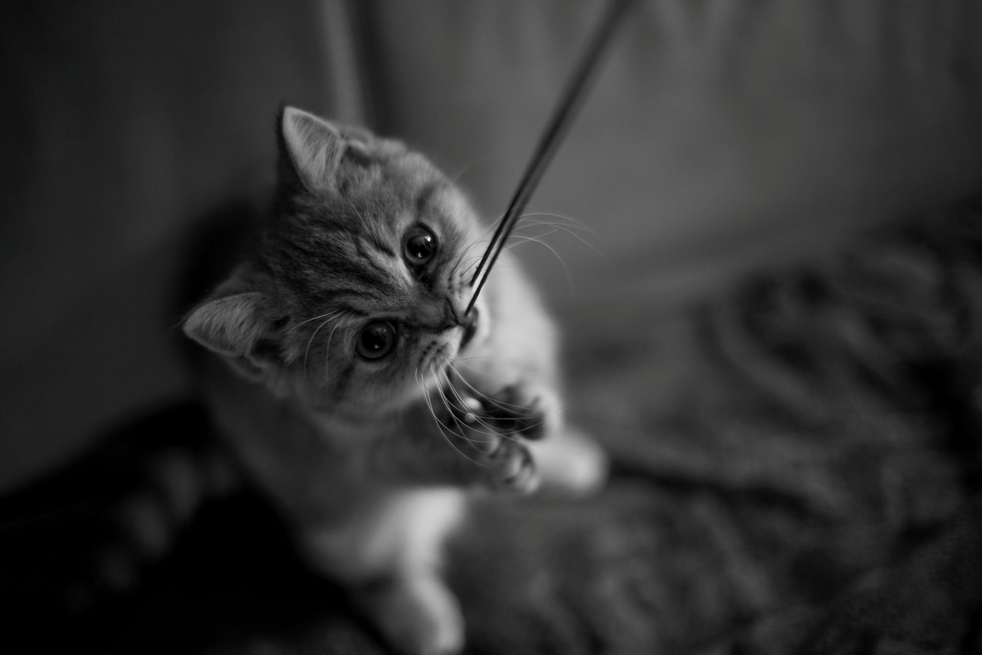 gattino gatto gatto filo zampe baffi muso sguardo bianco e nero