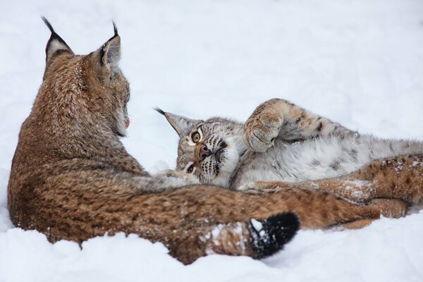 Un paio di linci in inverno nella neve