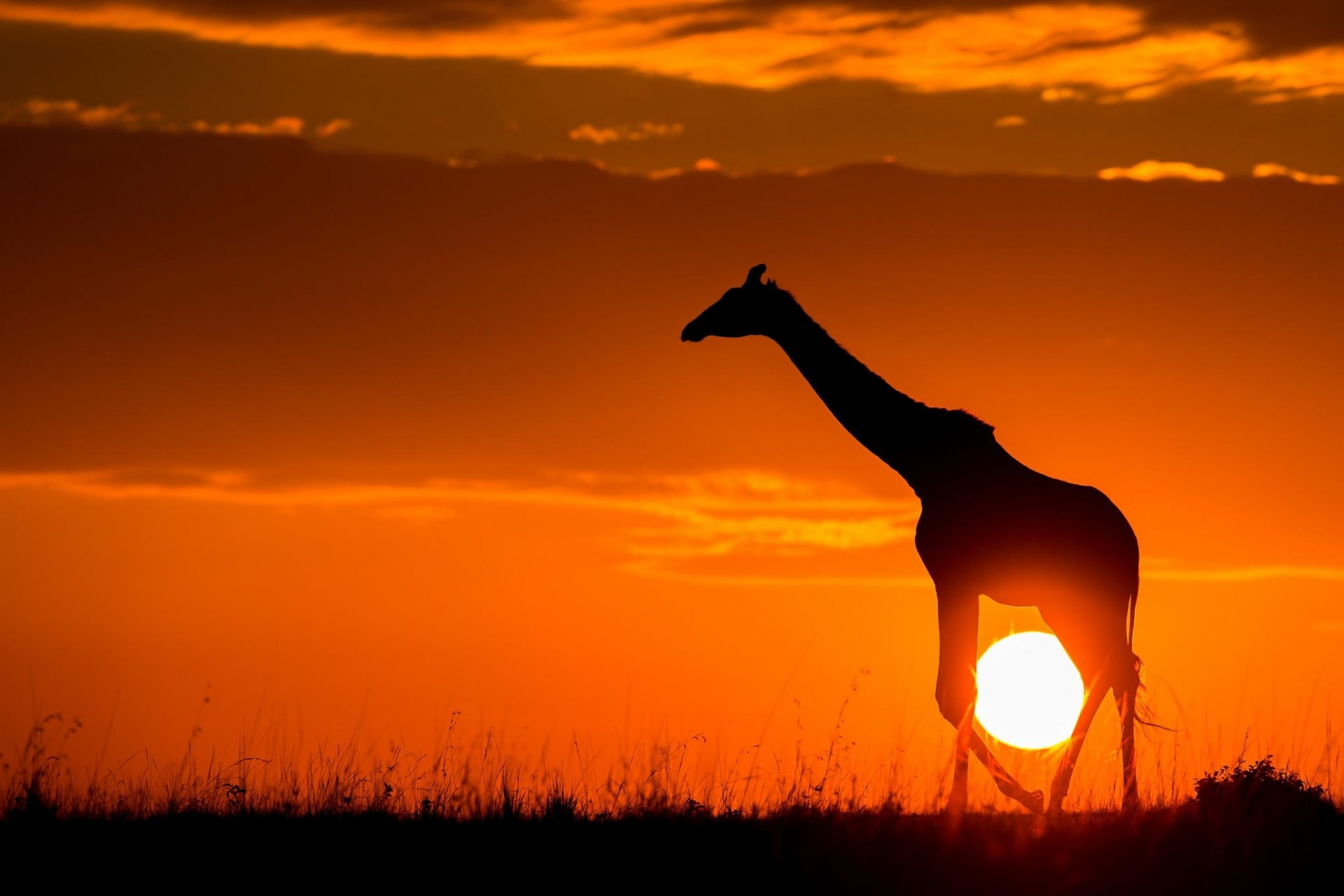 giraffa tramonto savana sole natura africa