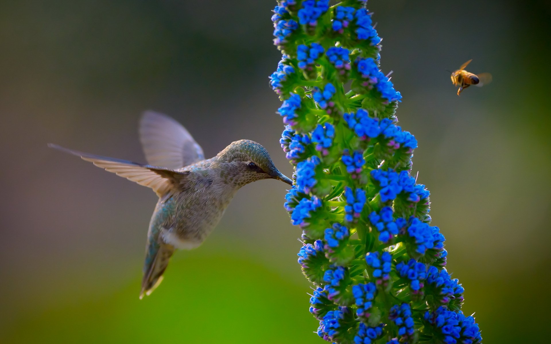 uccello fiore natura colibrì