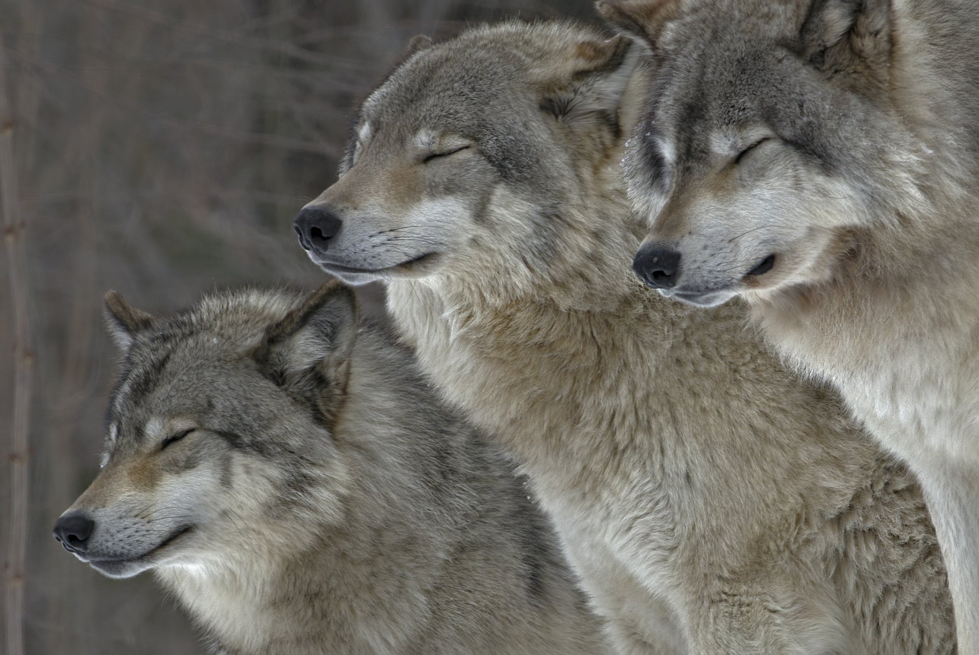 animali lupi pelliccia natura