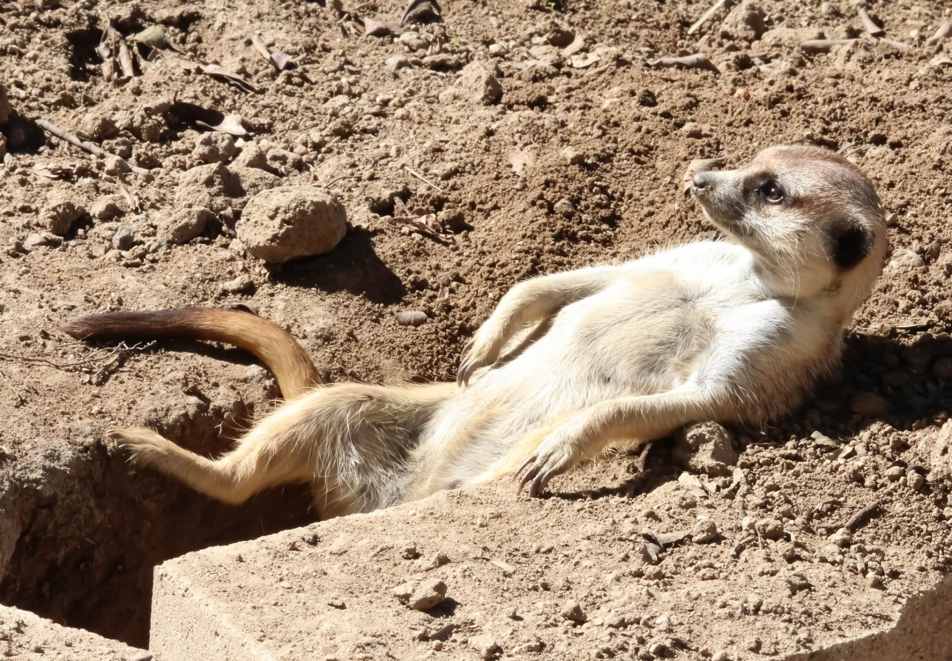 meerkat prendere il sole relax relax tana