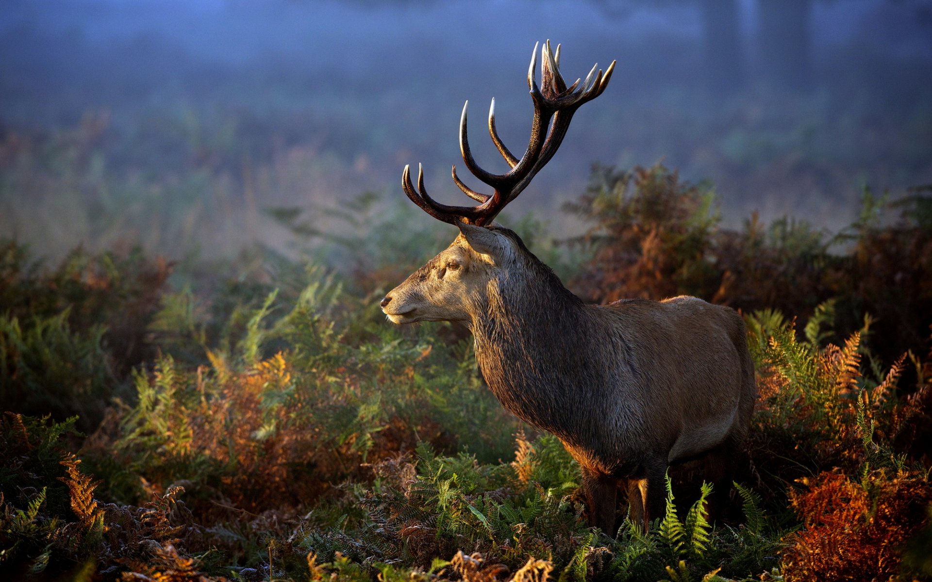 cervo natura erba animale corna