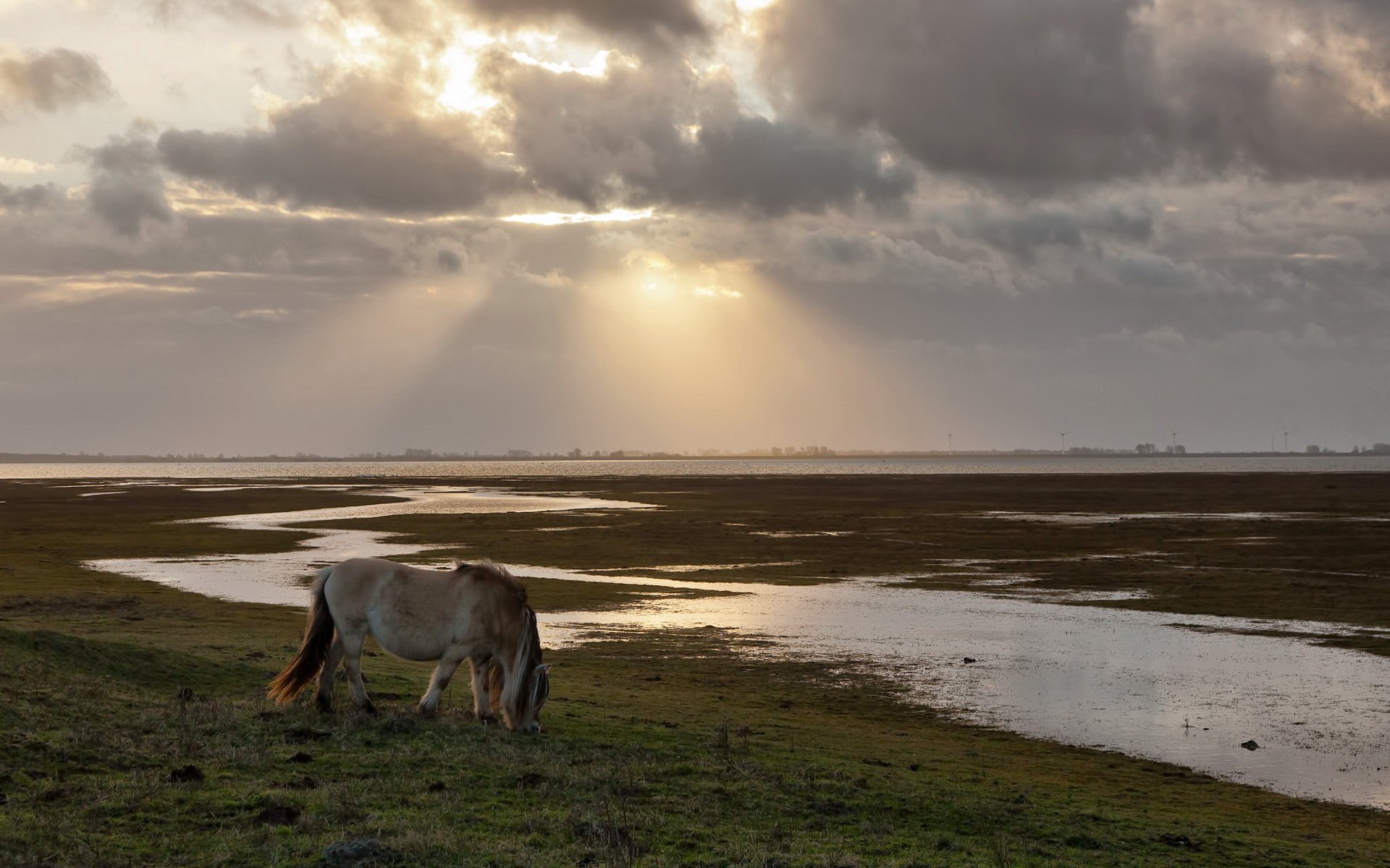 cavallo campo raggi natura