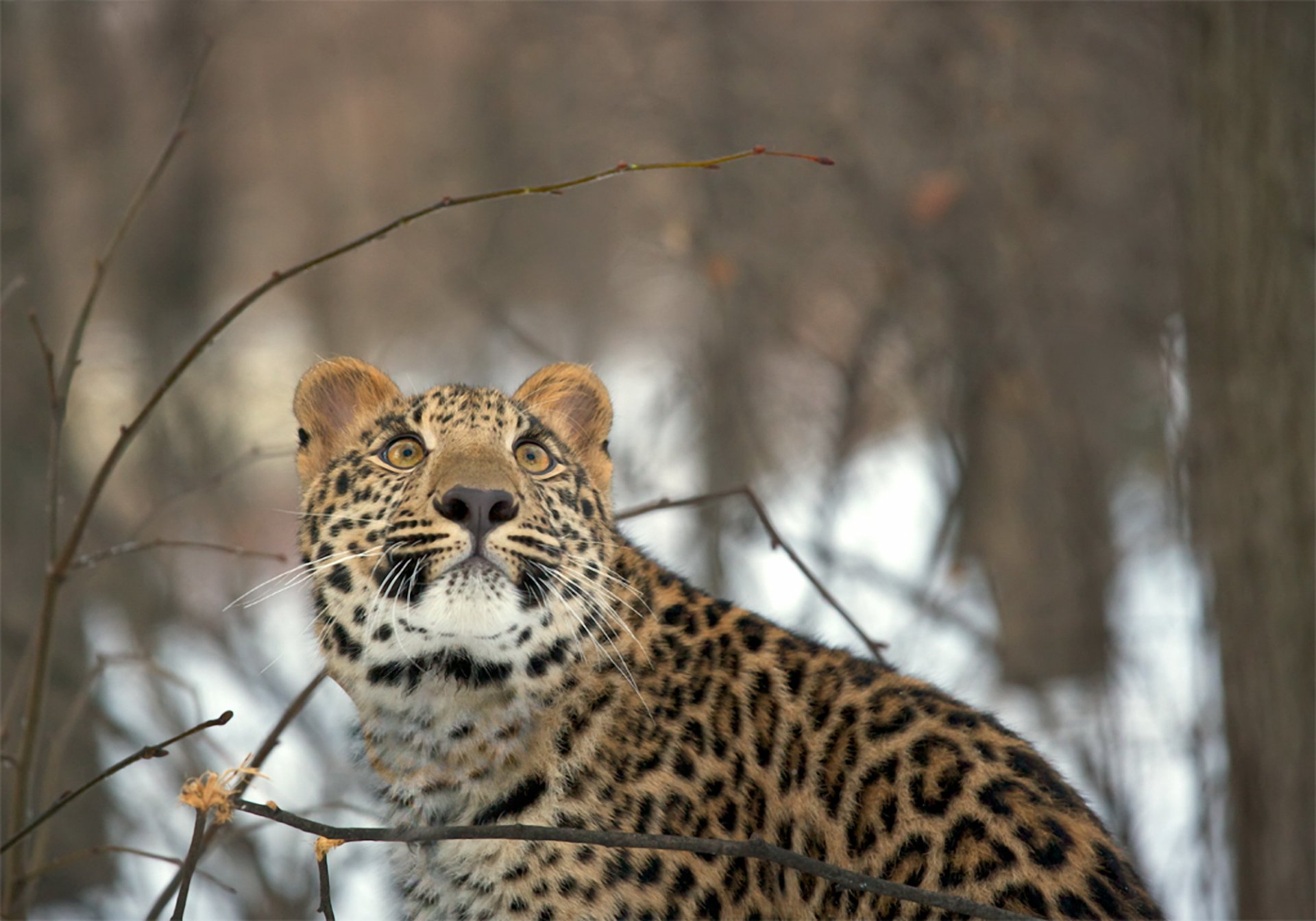 leopardo vista inverno foresta neve