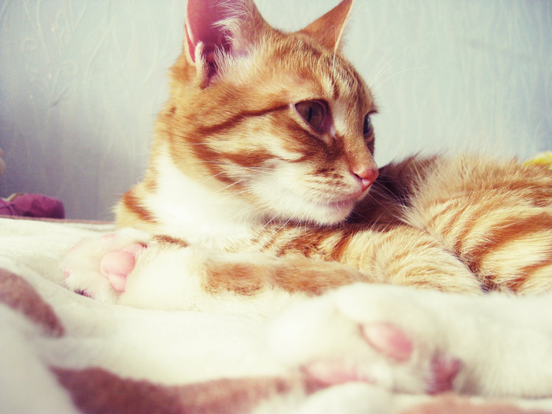 gatto gatto rosso si trova