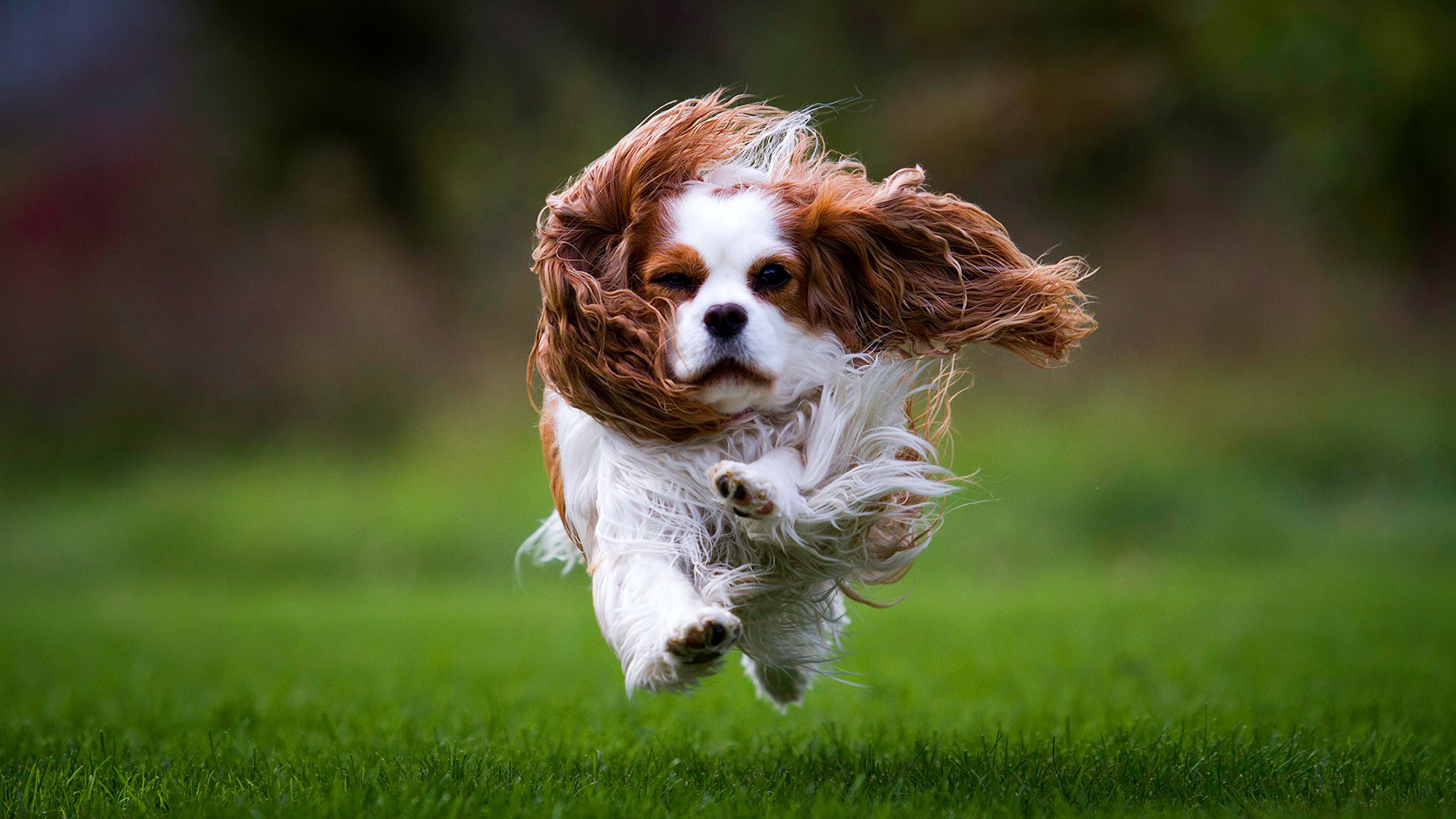 spaniel cane lana corre erba prato