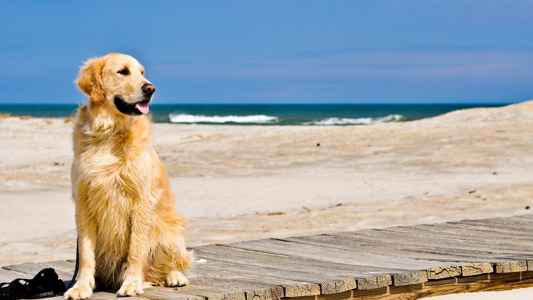 cane retriever spiaggia sabbia onde