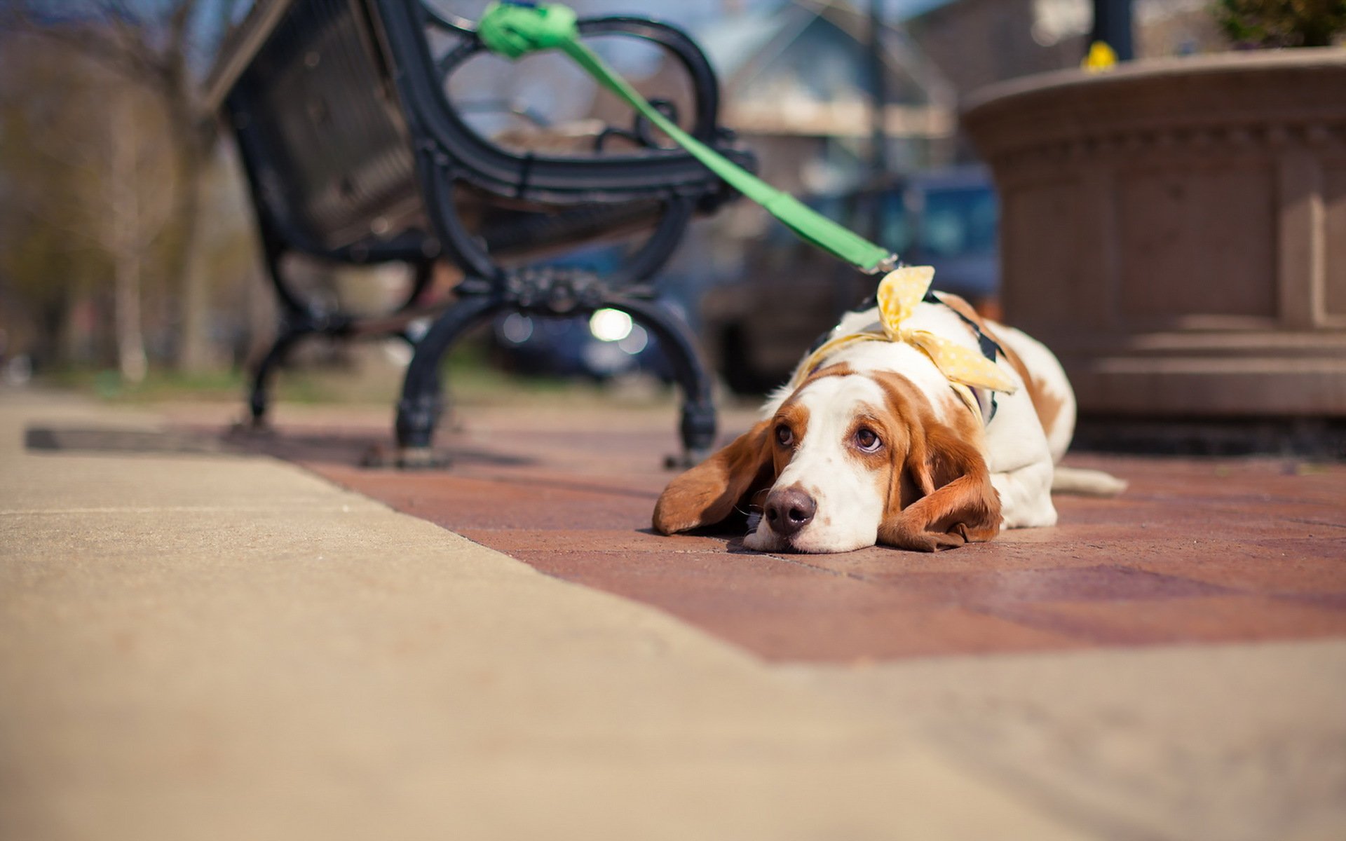 cane sguardo amico strada