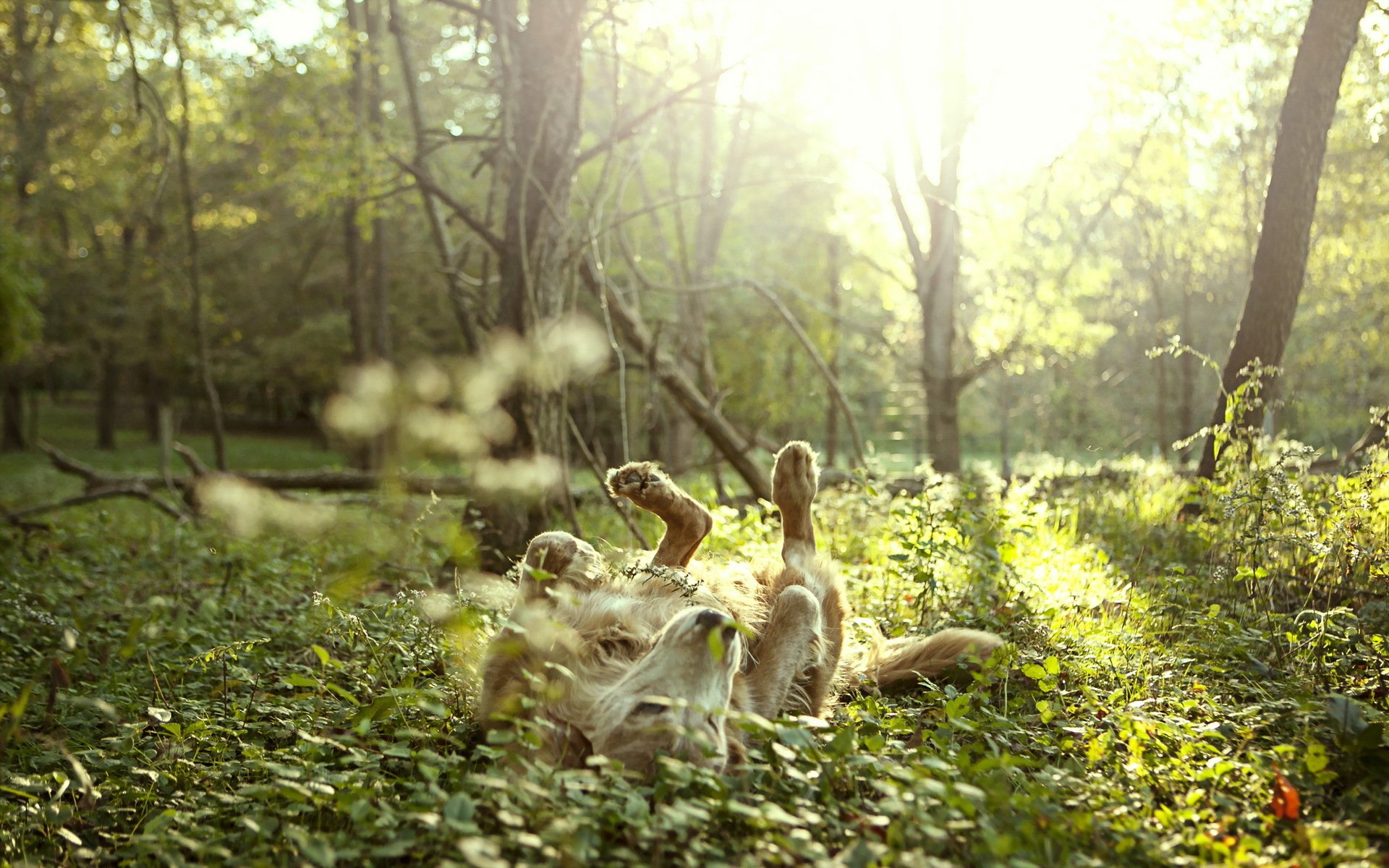 cane amico natura libertà