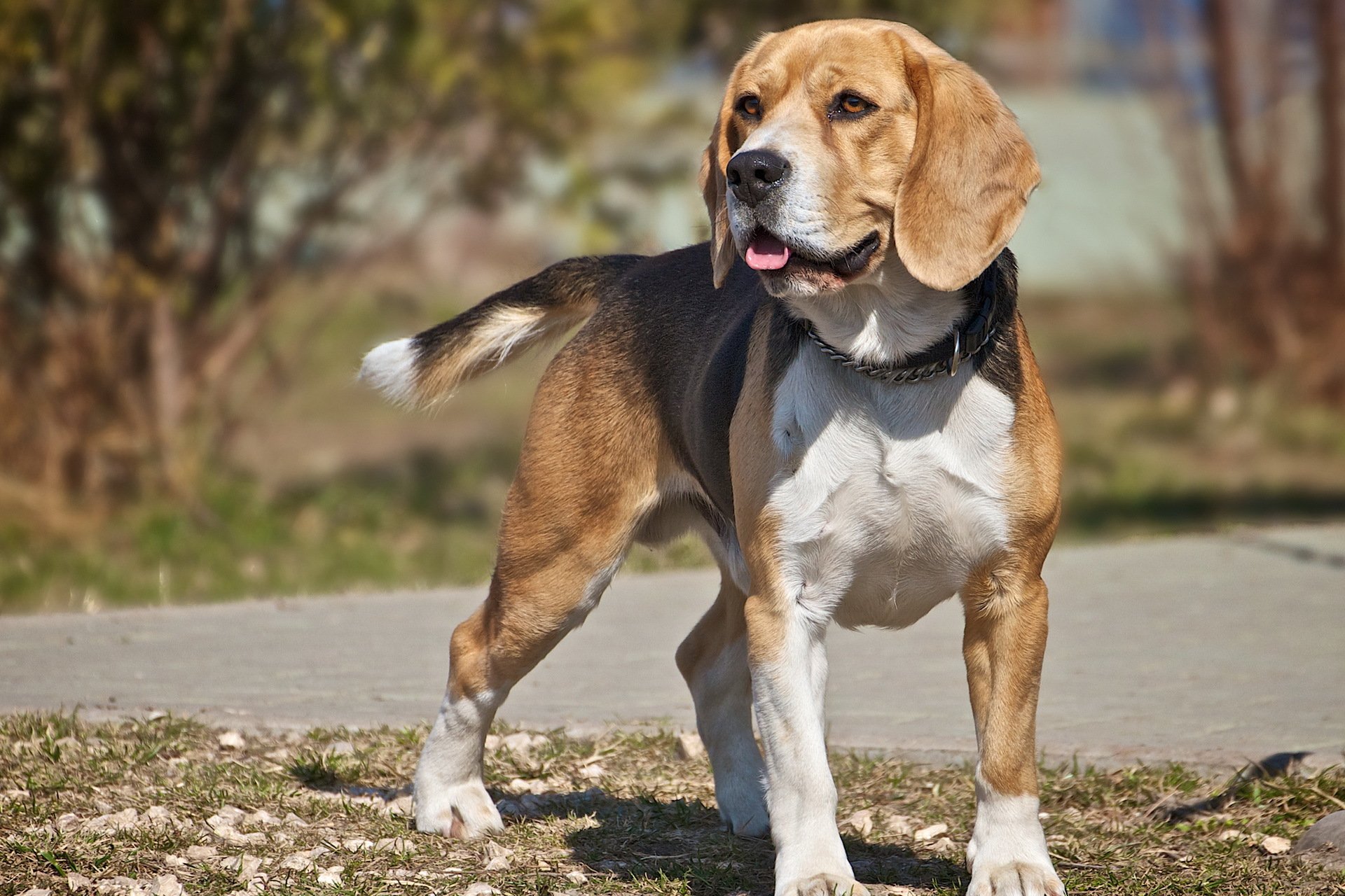 cane sguardo beagle