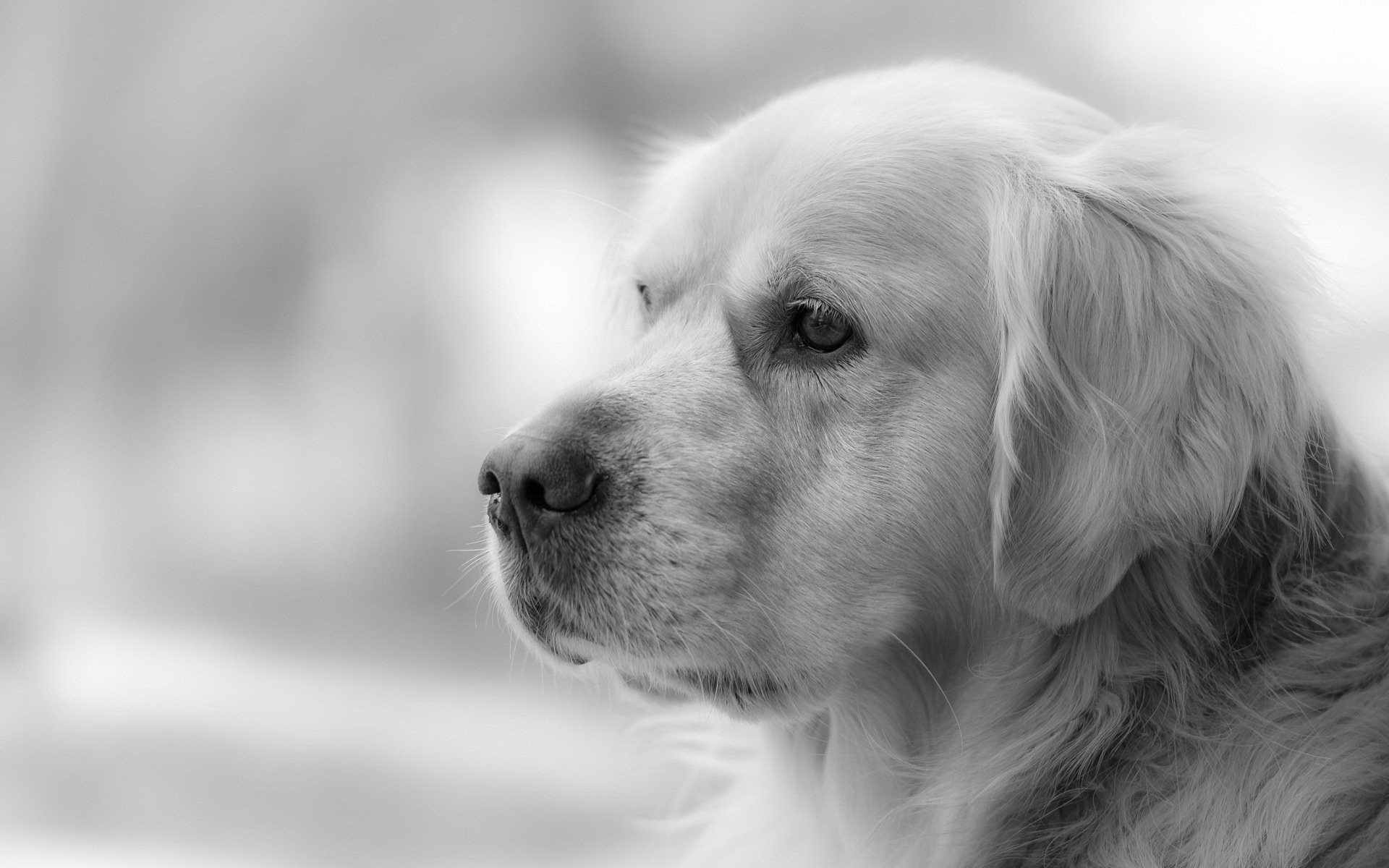 cane sguardo amico golden retriever