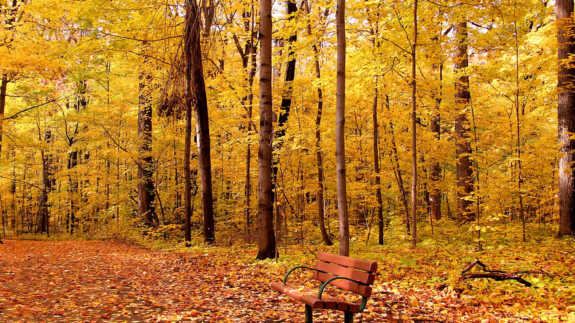 parco vicolo panchina alberi fogliame autunno foglie