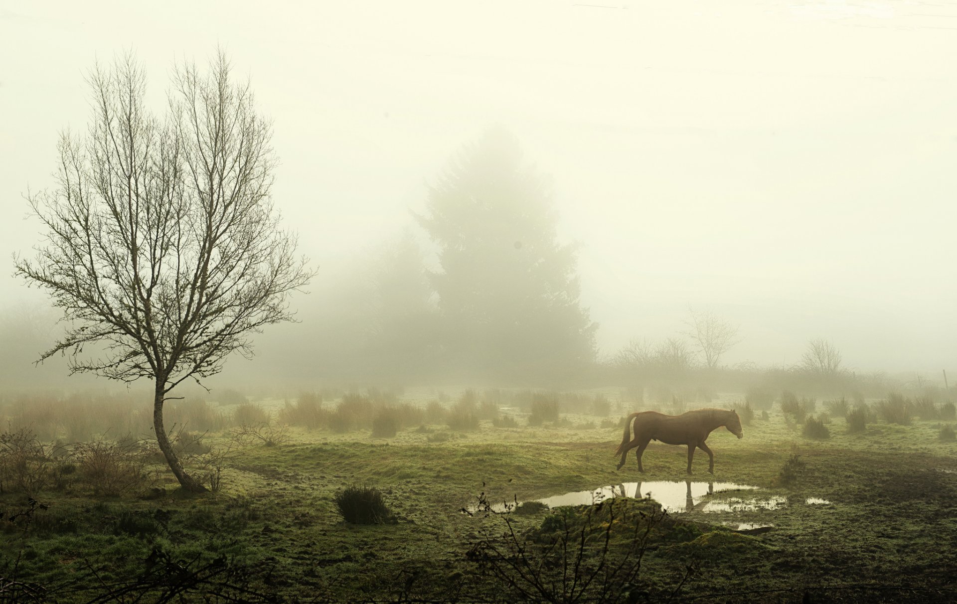 mattina nebbia alberi pozzanghera cavallo