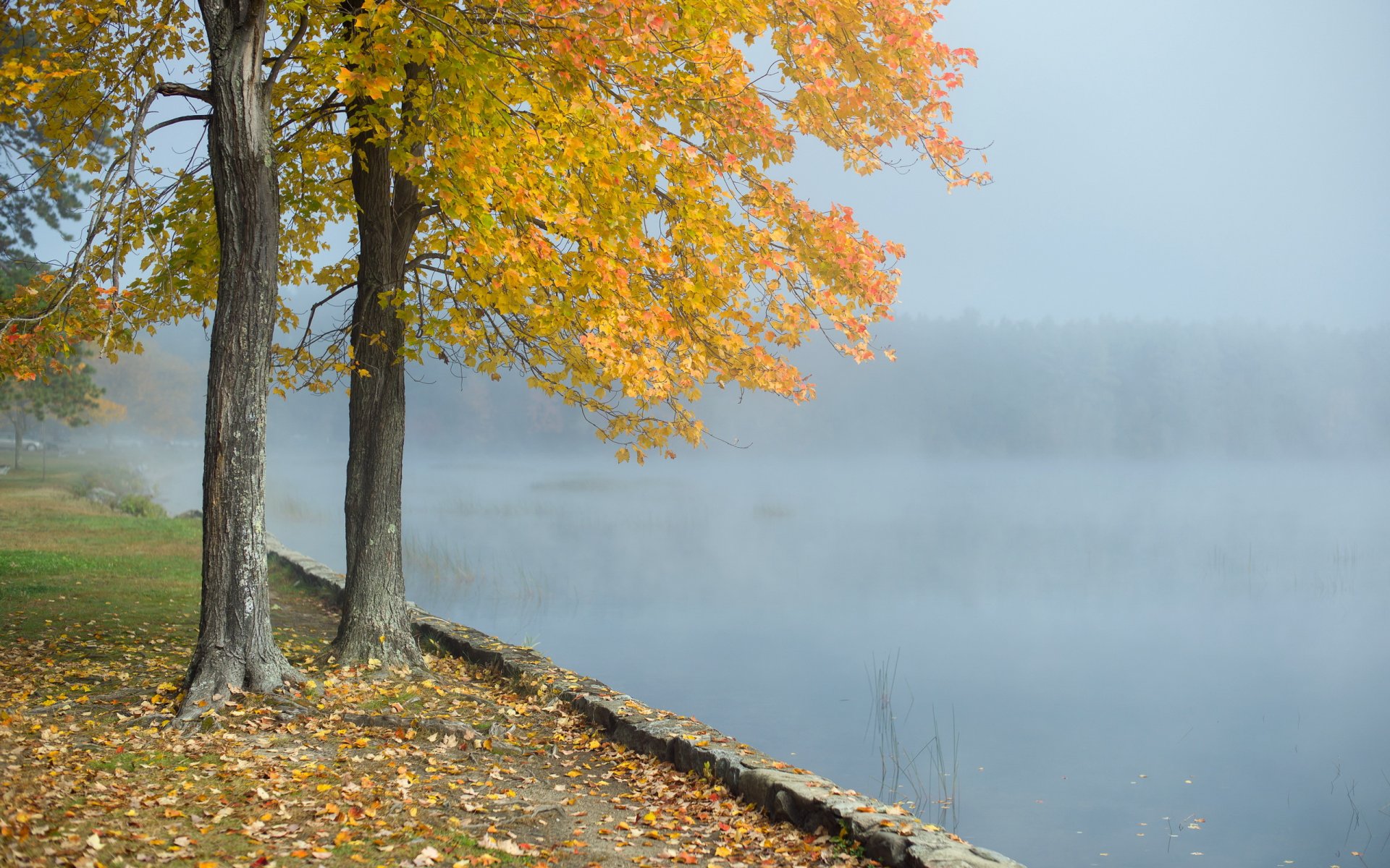 mattina lago nebbia albero paesaggio