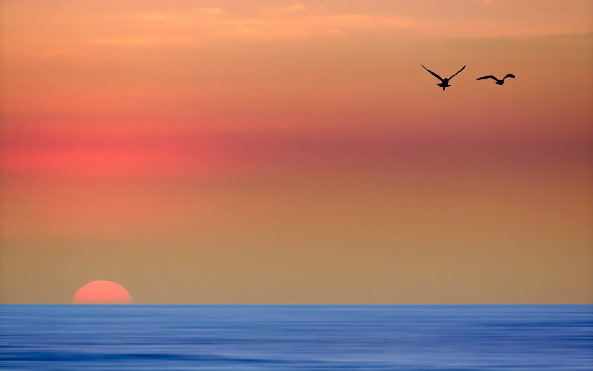 mare tramonto uccelli paesaggio