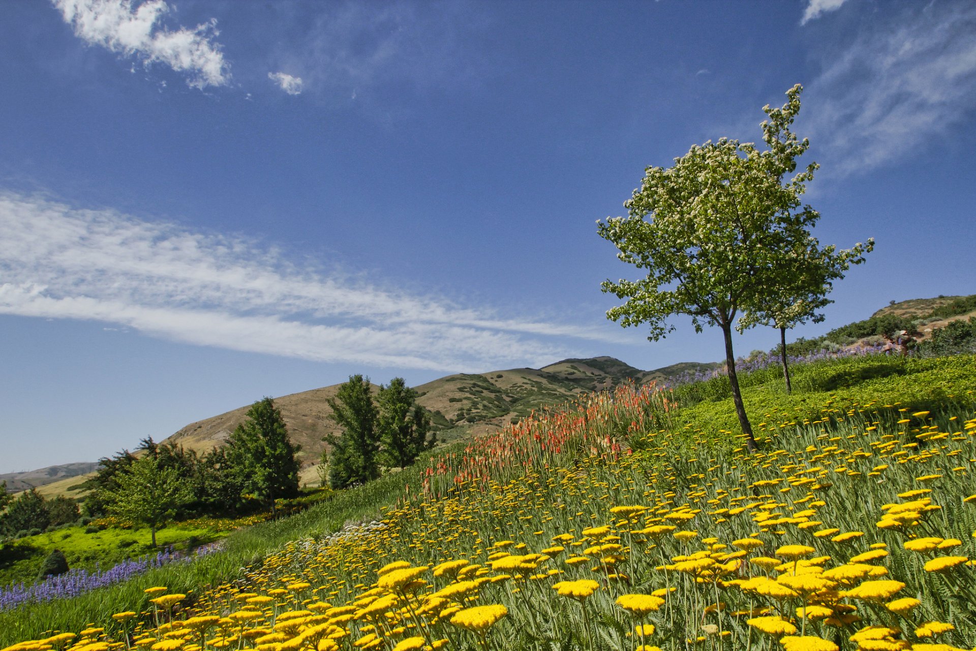 rosso battono giardino salt lake city utah giardino botanico fiori alberi
