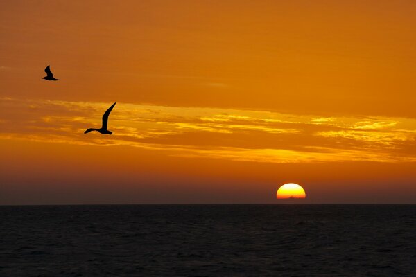 Tramonto. Alba. Natura. Volatile