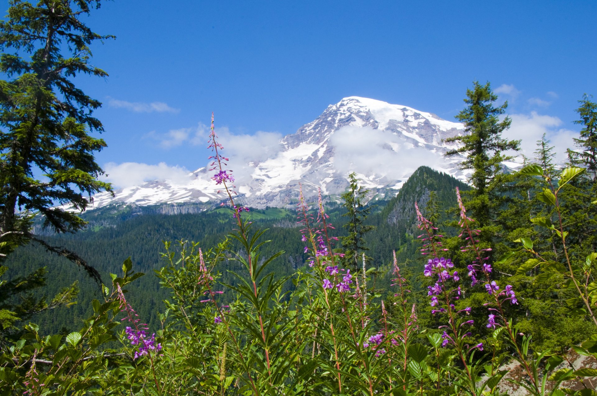 mount rainier parco nazionale del monte rainier fiori foresta montagne