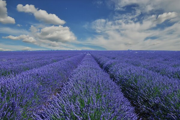 Provenza. Campo di lavanda in Francia