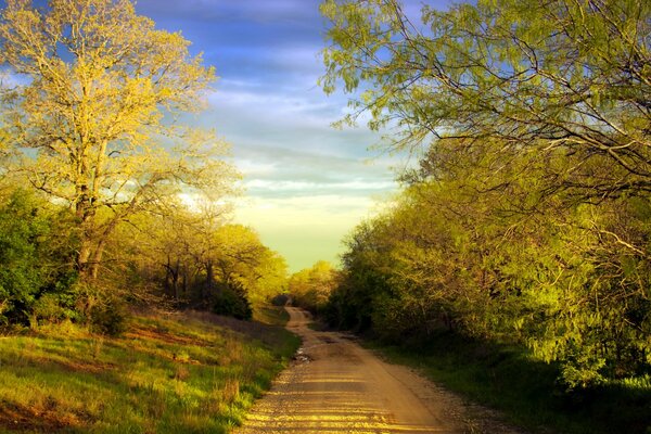 Intorno alla strada crescono alberi