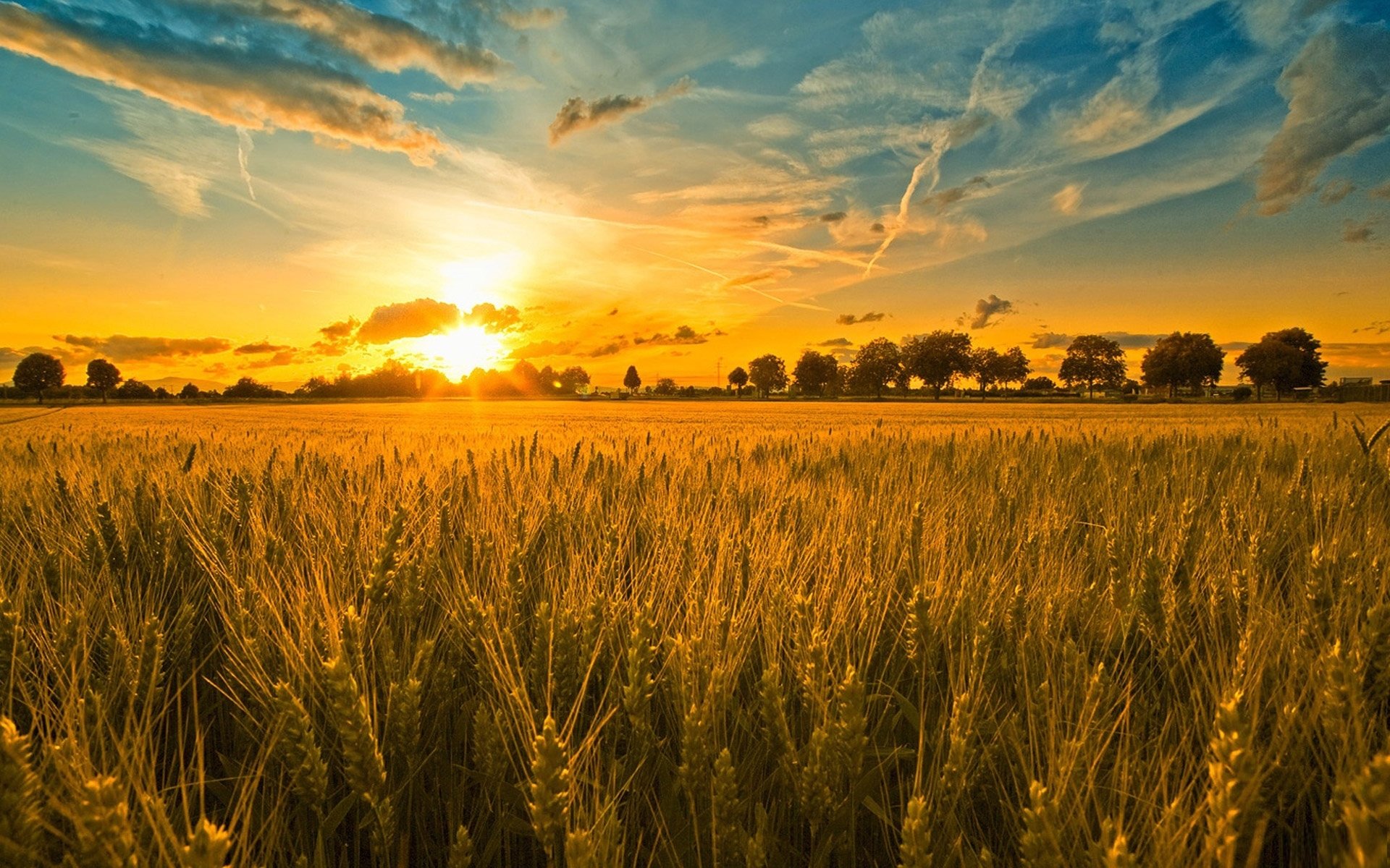 campo spighe alberi tramonto cielo nuvole