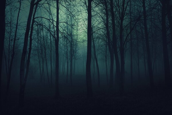 Nella foresta notte e nebbia