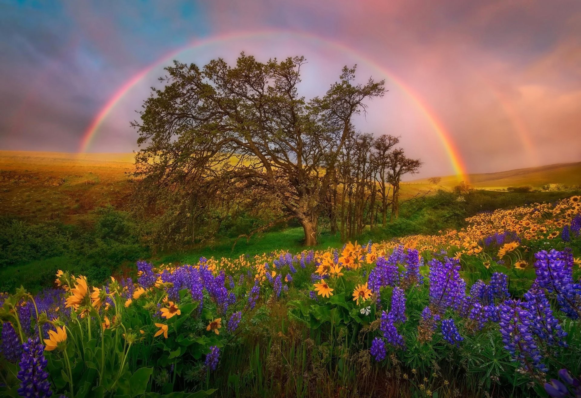 stati uniti stato di washington dc parco nazionale fiori lupini radura colline arcobaleno cielo