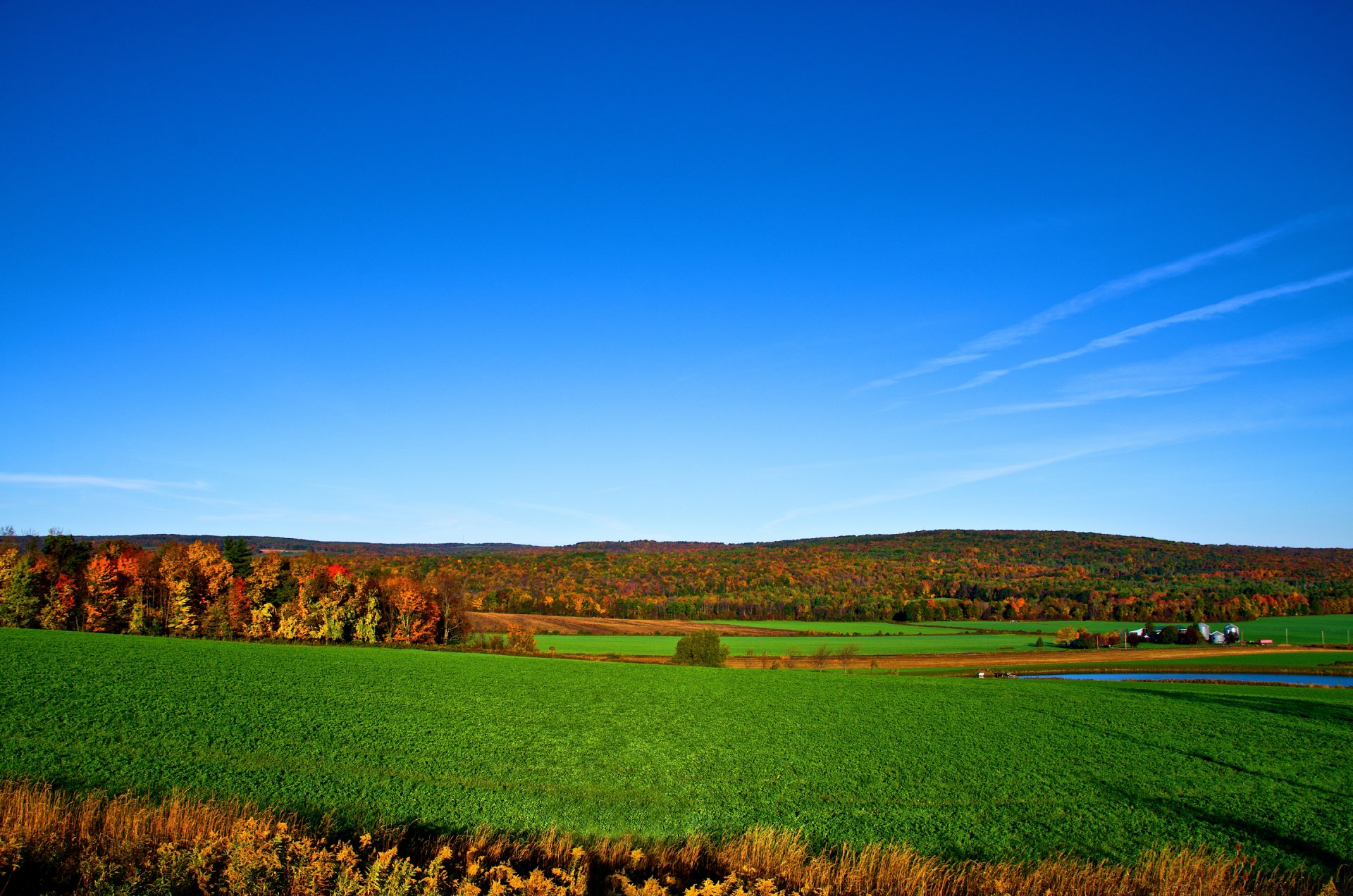 cielo orizzonte foresta alberi campo autunno