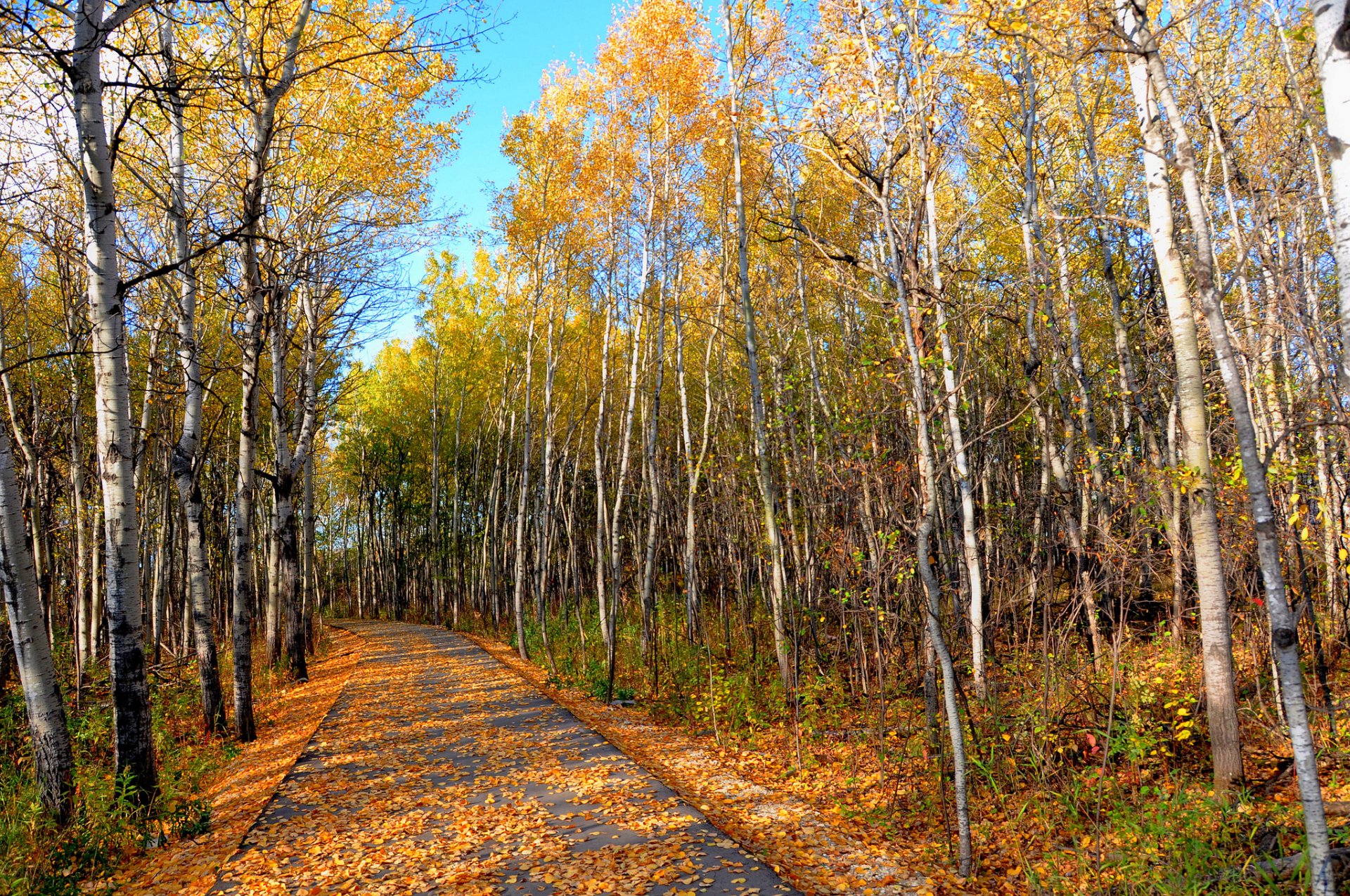 cielo parco foresta boschetto autunno foglie alberi strada