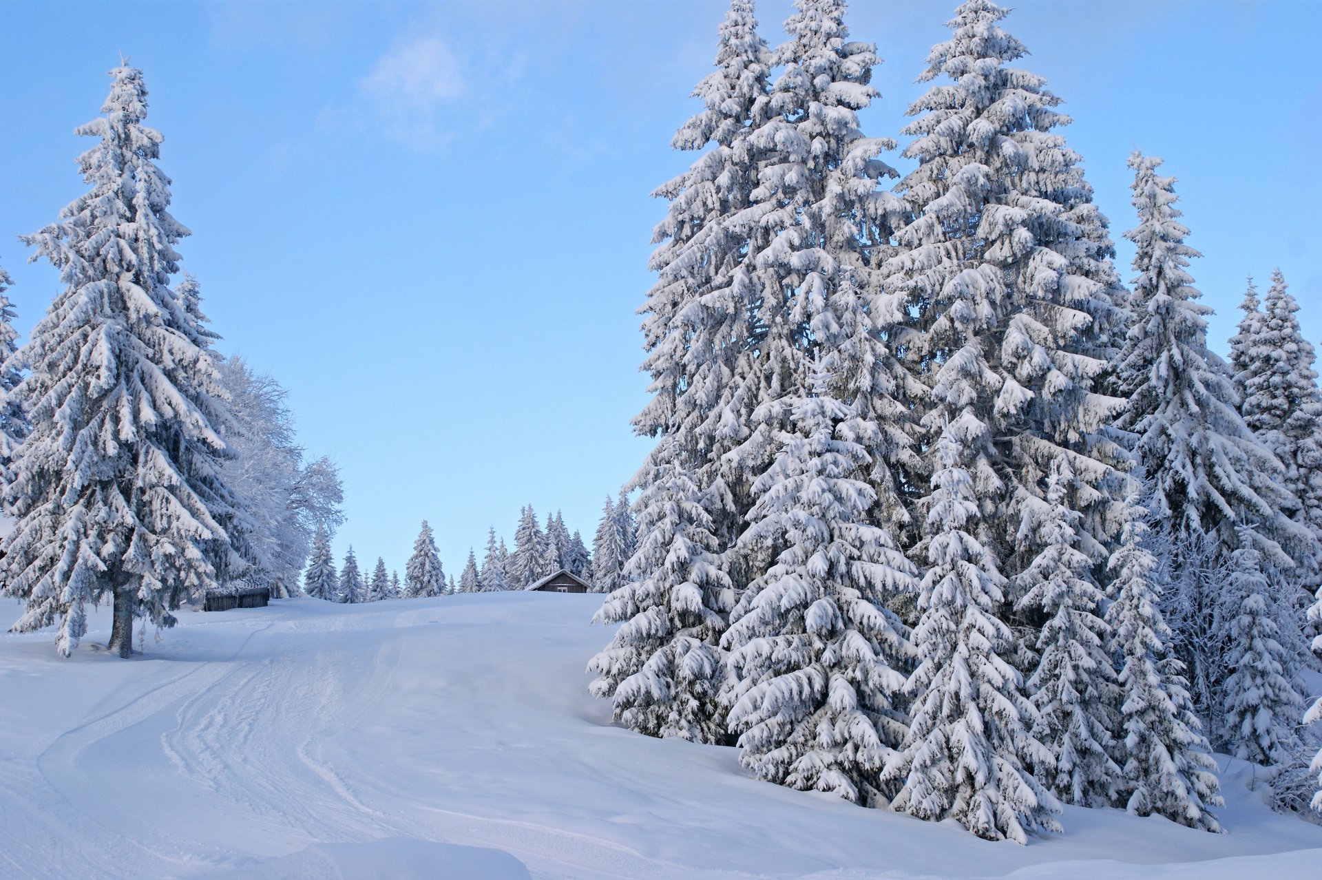 inverno neve strada sentieri alberi recinzione casa cielo