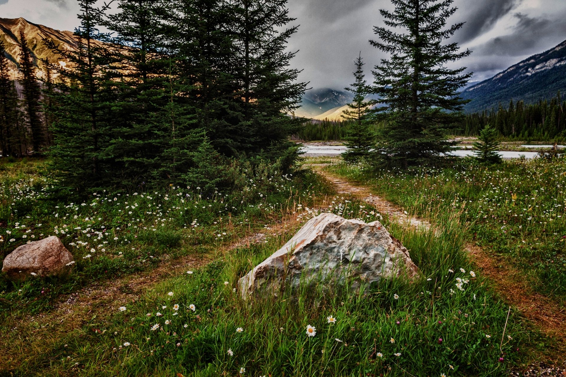 natura montagna fiori paesaggio erba alberi cielo nuvole vista foresta