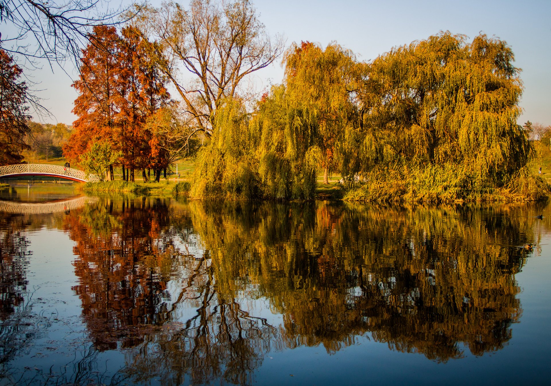 parco stagno alberi autunno