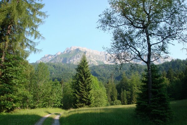 Paesaggio verde della Svizzera davanti alla montagna