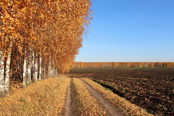 Strada tra alberi e terra