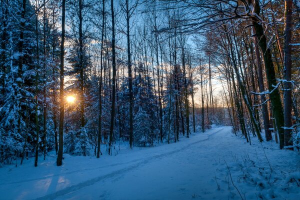 Sole mattutino attraverso la foresta innevata